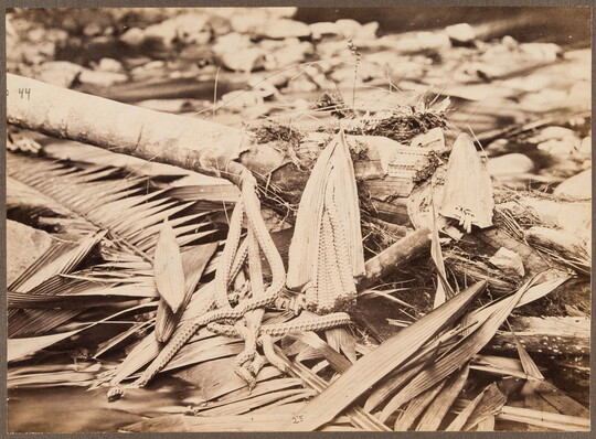 A sepia-toned photograph of fallen palm fronds, dead wood, and other organic materials laying on the ground.