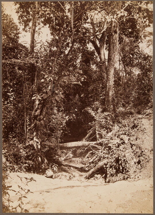 A sepia-toned photograph of a dense forest with a tangle of deadfall leading to a river shoreline.