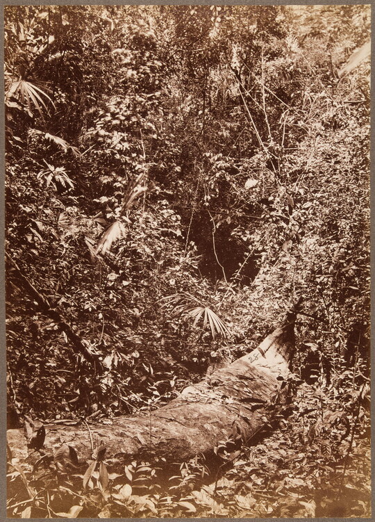 A sepia-toned photograph of a dense tangle of trees, vines, and brush and a fallen tree covered in organic growth.