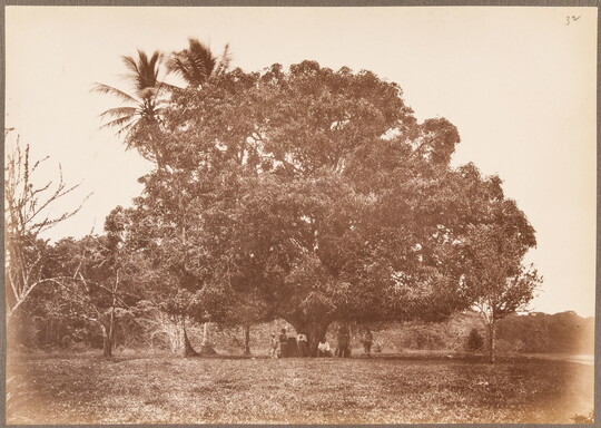 A sepia-toned photograph of a large tree in a field with people gathered under it.