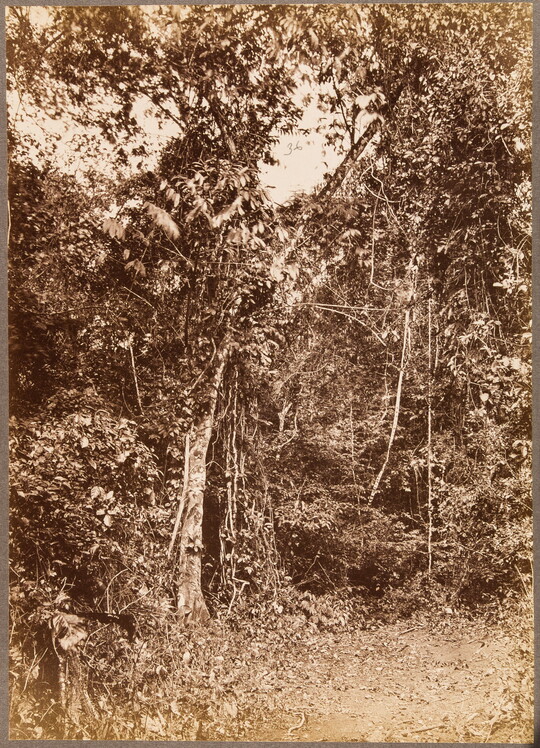 A sepia-toned photograph of a dense tangle of trees, vines, and brush with a cleared area in the foreground.