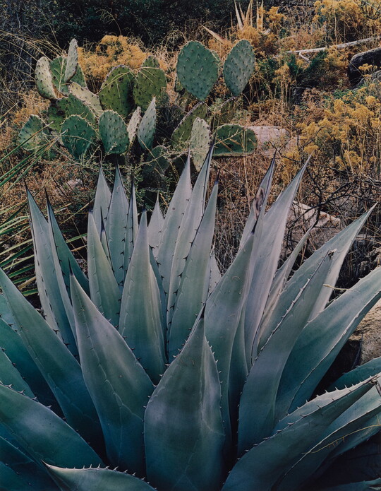 A color photograph of an agave plant, a prickly pear cactus, and other desert flora in the background.