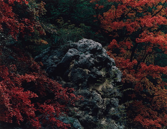 A color photograph of a rocky hillside surrounded by red and orange foliage.