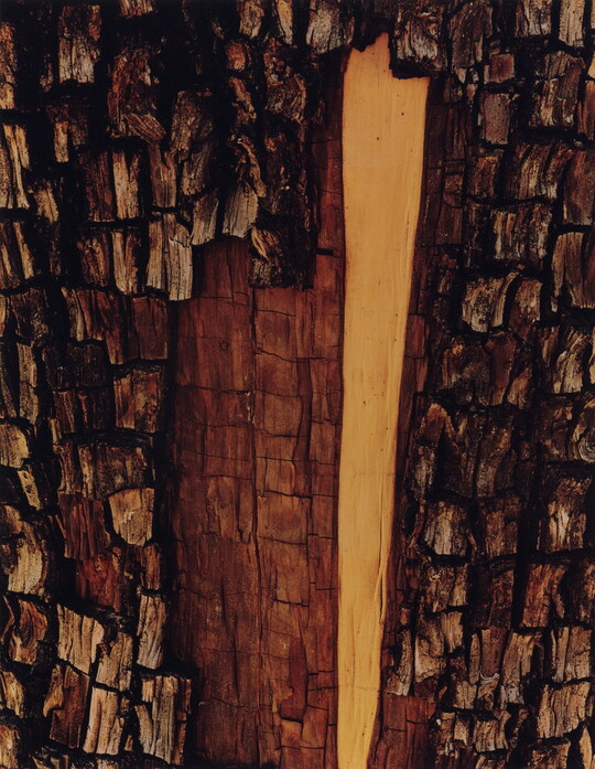 A color photograph of a detail of tree bark, showing the layer of wood just under the outer bark.