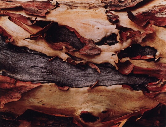 A color photograph of a detail of peeling tree bark.