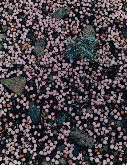A color photograph looking down at a tree sapling surrounded by leaves, rocks, and pink berries.