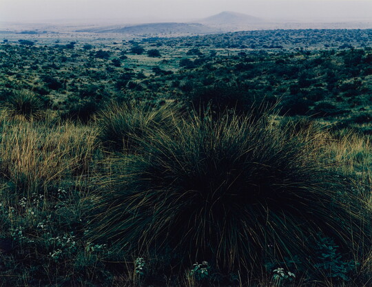 A color photograph of tufts of green grass in the foreground, tree-dotted plains in the midground, and mountains in the far distance.