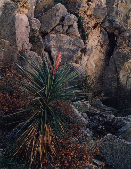 A color photograph of a spiky yucca with a pink flower emerging from the center against a rocky cliff.