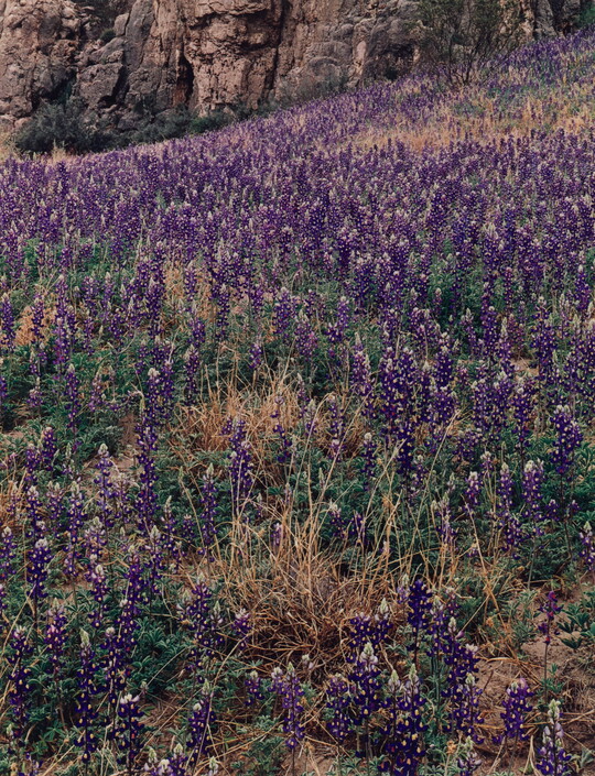 A color photograph of a hillside covered in purple flowers and green and yellow grass against a rocky cliff.