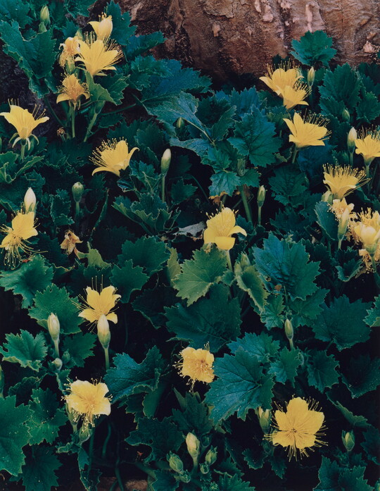 A color photograph of yellow flowers and buds among green leaves.