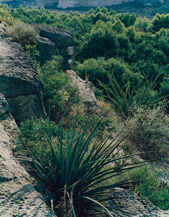 A color photograph taken from a rocky cliff overlooking a green forest.