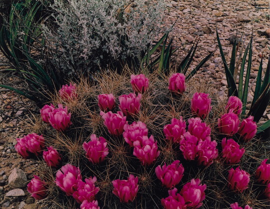 A color photograph of a spiky cactus and its hot pink flowers among yucca and other vegetation.