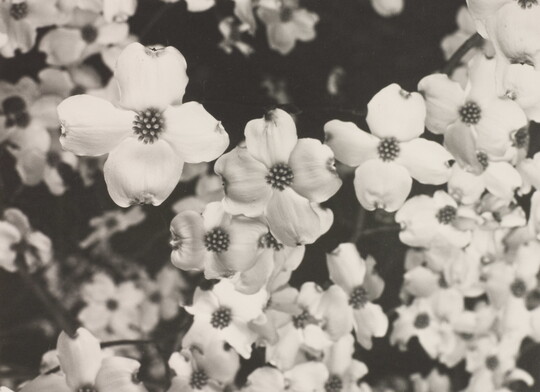 A black-and-white close-up photograph of a bunch of light-colored flowers.
