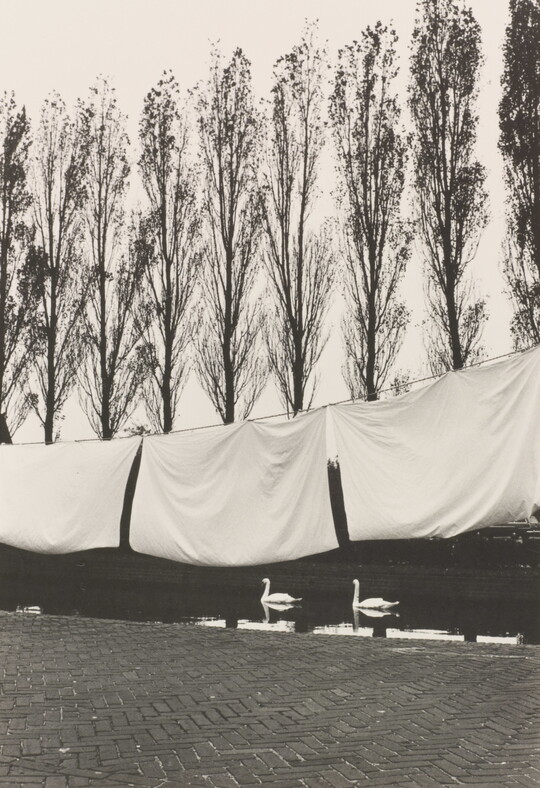 A black-and-white photograph of white bed sheets hanging on a line above water where swans are swimming, and tall trees in the background.