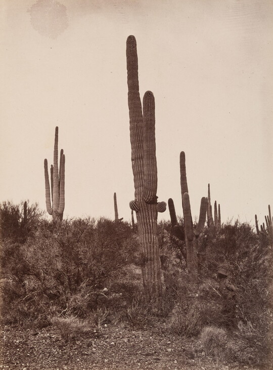 A black-and-white photograph of tall saguaro cacti and other plants in a rocky terrain.