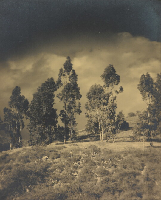 A sepia-toned photograph of tall trees on a hillside below dark clouds.