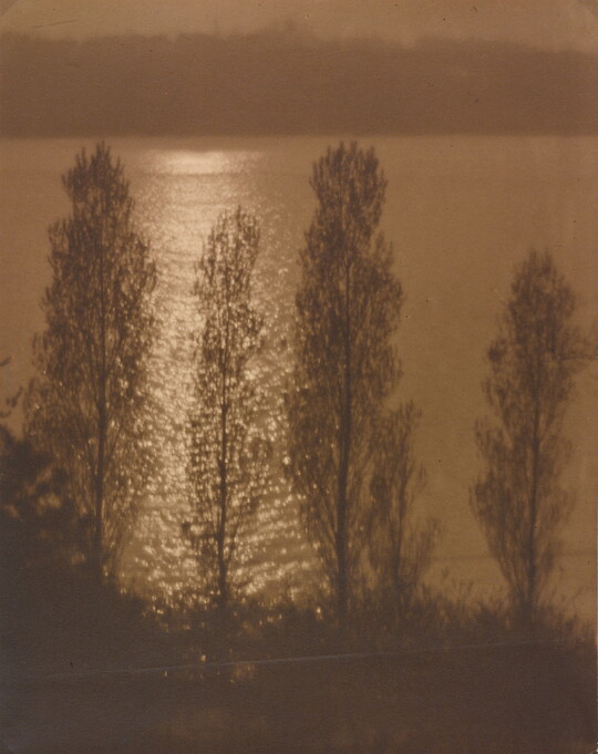 A sepia-toned photograph of sunlight reflecting on the surface of water behind the silhouettes of tall trees.