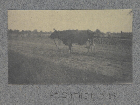 A black-and-white photograph of a cow with dark fur standing on a dirt road.