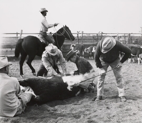 A black-and-white photograph of a group of men in cowboy hats branding a cow on the ground; more cattle and a cowboy on a horse are in the background.