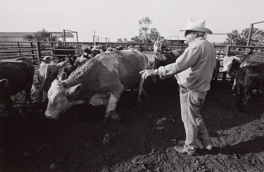 A black-and-white photograph of an older man wearing a cowboy hat standing in a pen with cattle.