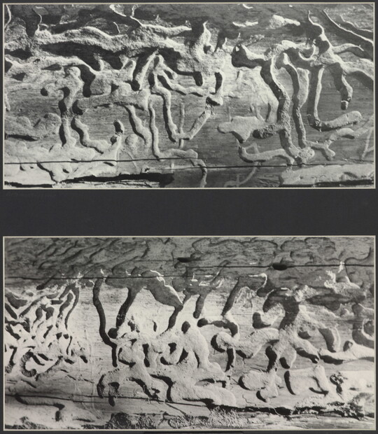 Two black-and-white photographs, one above the other, showing curved, maze-like patterns on wood surfaces.