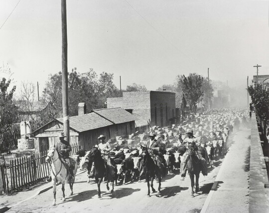 A black-and-white photograph of four men on horseback leading a large herd of cattle down a dusty road.