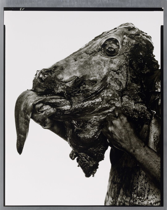 A close-up black-and-white photograph of a hand holding a bloody, severed cow head with tongue extended.