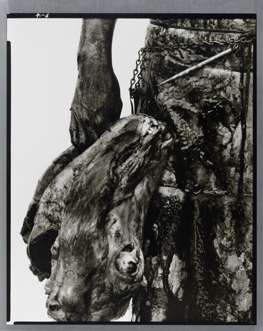 A close-up black-and-white photograph of a person's hand holding a severed cow head by their side.