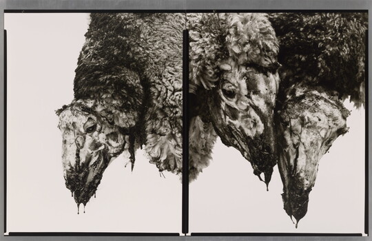Two side-by-side black-and-white photographs of close ups of three hanging sheep carcasses.