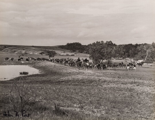 A black-and-white photograph of men riding horseback toward a large group of cattle beside a pond. 
