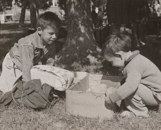 A black-and-white photograph of two Indigenous children looking into a cardboard box in grass under a tree. 