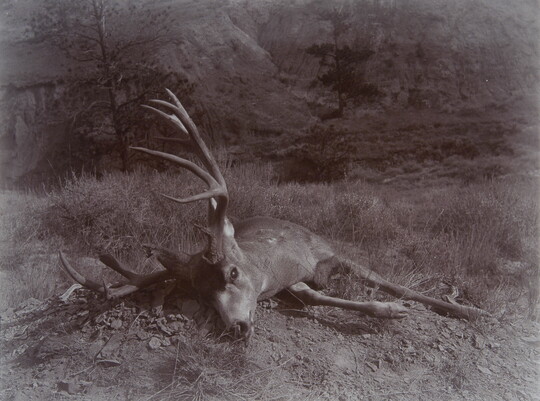 A black-and-white photograph of a dead deer with large antlers laying on the grassy ground.