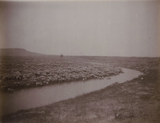 A black-and-white photograph of a curving river and a large flock of sheep in the fields on both sides.