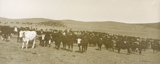 A black-and-white photograph of a herd of cattle in a field.