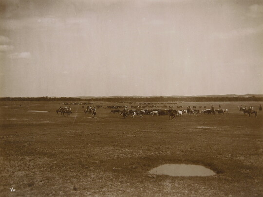 A black-and-white photograph of cowboys herding cattle on an open prairie.
