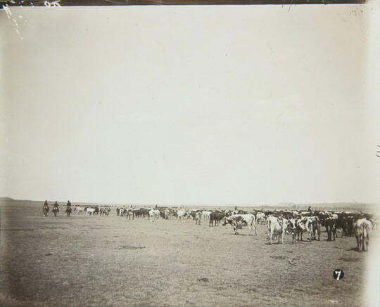 A black-and-white photograph of three cowboys on horseback riding side-by-side next to a herd of cattle on the prairie.