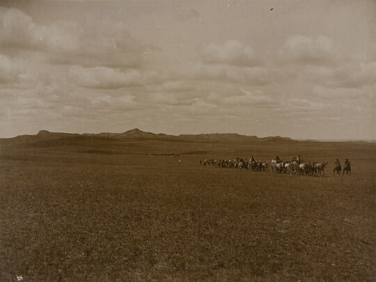 A black-and-white photograph of a herd of cattle and several cowboys on a prairie with mountains in the far distance. 