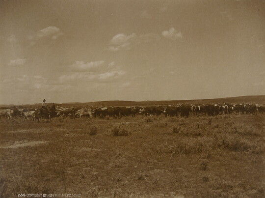 A black-and-white photograph of a cowboy on horseback watching over cattle grazing on the prairie.