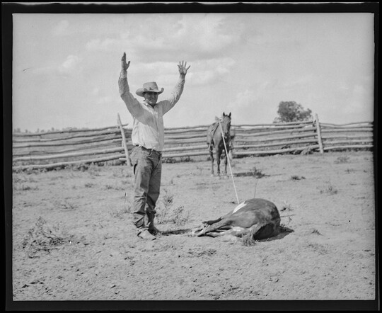 A black-and-white image of a White cowboy standing with his hands in the air next to a roped calf on the ground and a horse in the background.