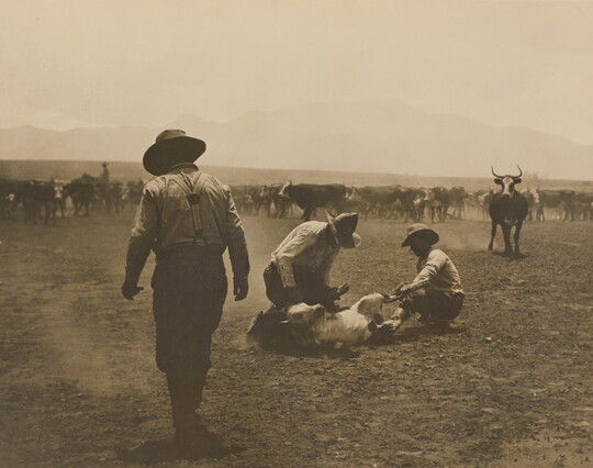 A sepia-toned photograph of two cowboys branding a cow on the ground as other cowboys work with the herd of cattle behind them.