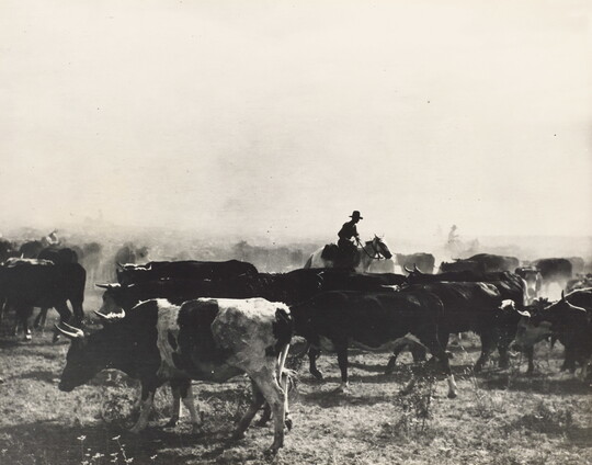 A black-and-white photograph of a herd of cows in a dry, dusty land with cowboys on horseback in silhouette.