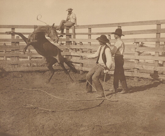 A sepia-toned photograph of a cowboy roping a horse that is rearing up as two other cowboys watch.
