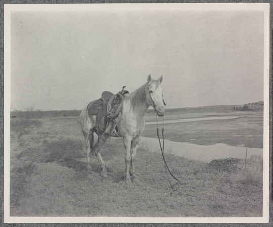 A black-and-white-photograph of a saddled horse in a field.