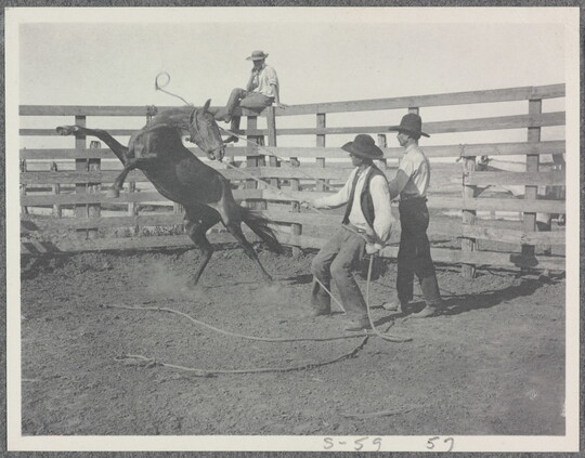 A black-and-white photograph of two men lassoing a bucking horse in a pen.