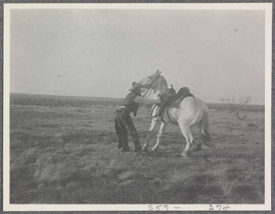 A black-and-white photograph of a cowboy trying to calm a white horse.