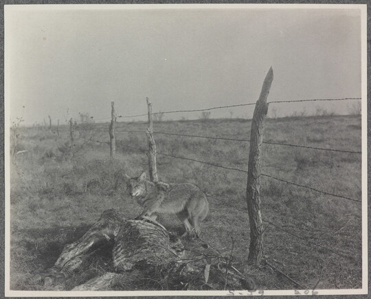 A black-and-white photograph of a coyote in a field standing between a barbed-wire fence and a dead animal carcass.