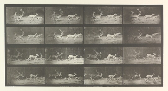 Eadweard Muybridge | Amon Carter Museum of American Art