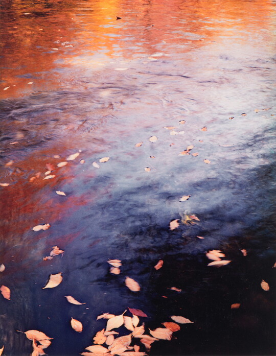 A color photograph of water reflecting autumn trees and with fall-colored leaves floating on top.