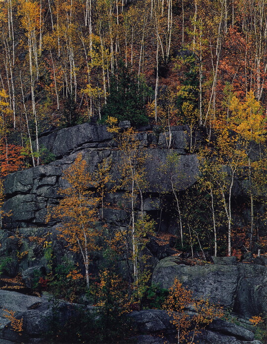 A color photograph of trees with yellow, red, orange, and green foliage growing on cliff ledges.
