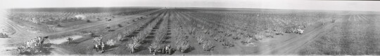 A black-and-white panoramic photograph of rows of trees on a farm.